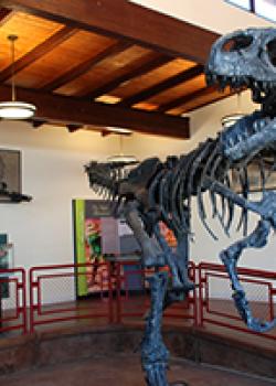 Three people look at an Allosaurus dinosaur in the Cleveland Lloyd Dinosaur Quarry visitor center. 