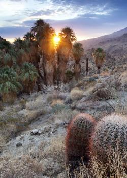 Sun sets over a cactus stand.