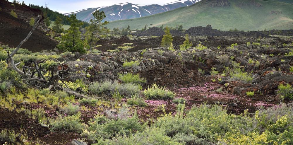 The green and pinks of the flora against the lava flow and verdant hills of the Craters of the Moon