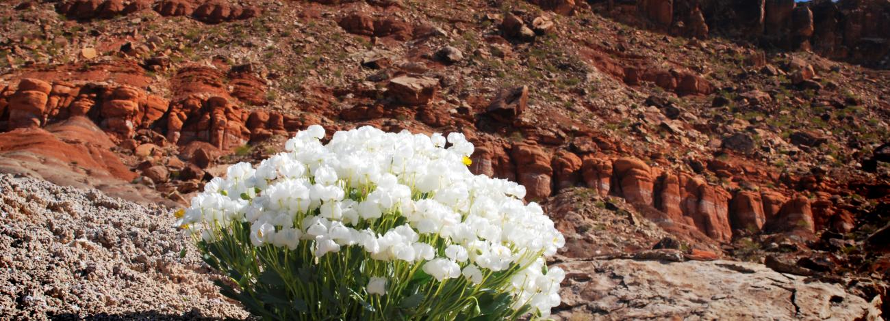 Bear Claw Poppy at Red Cliffs NCA.