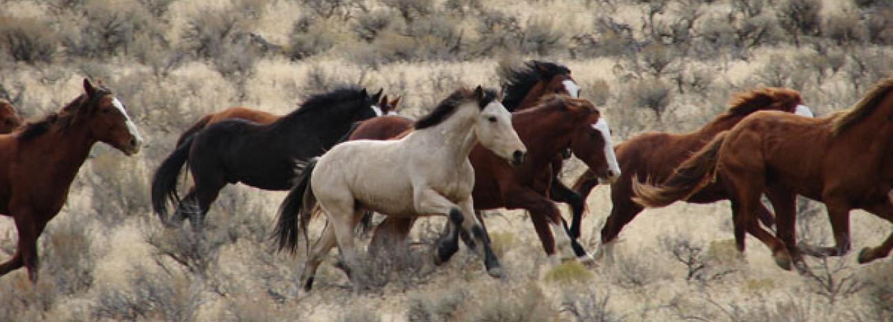 Horses running on a plain.