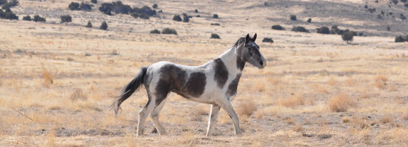 A wild horse walks through the west desert landscape.
