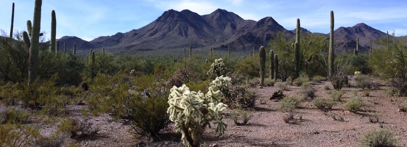 mountain and desert landscape of the Ironwood Forest National Monument