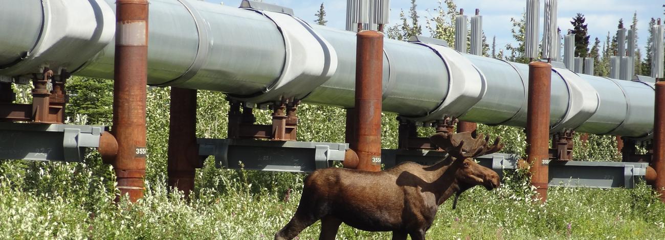 Bull moose walking near the Trans-Alaska Pipeline