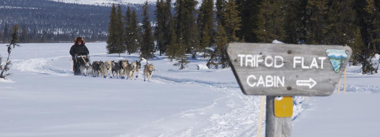 Dog musher and team on Iditarod Trail near Tripod Flats Public Shelter Cabin