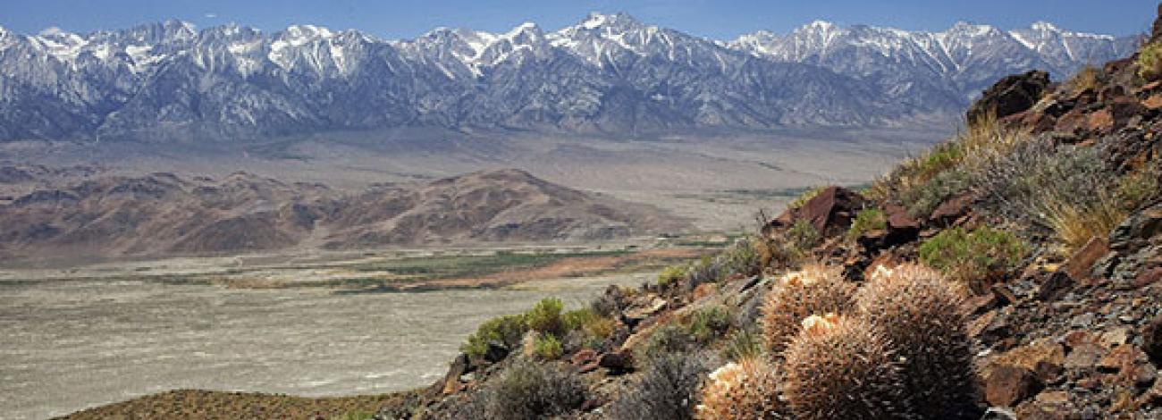 Barrel cactus grow on a rocky mountain side overlooking a valley where lies the Inyo Mountains. Large snow covered mountains are in the background.