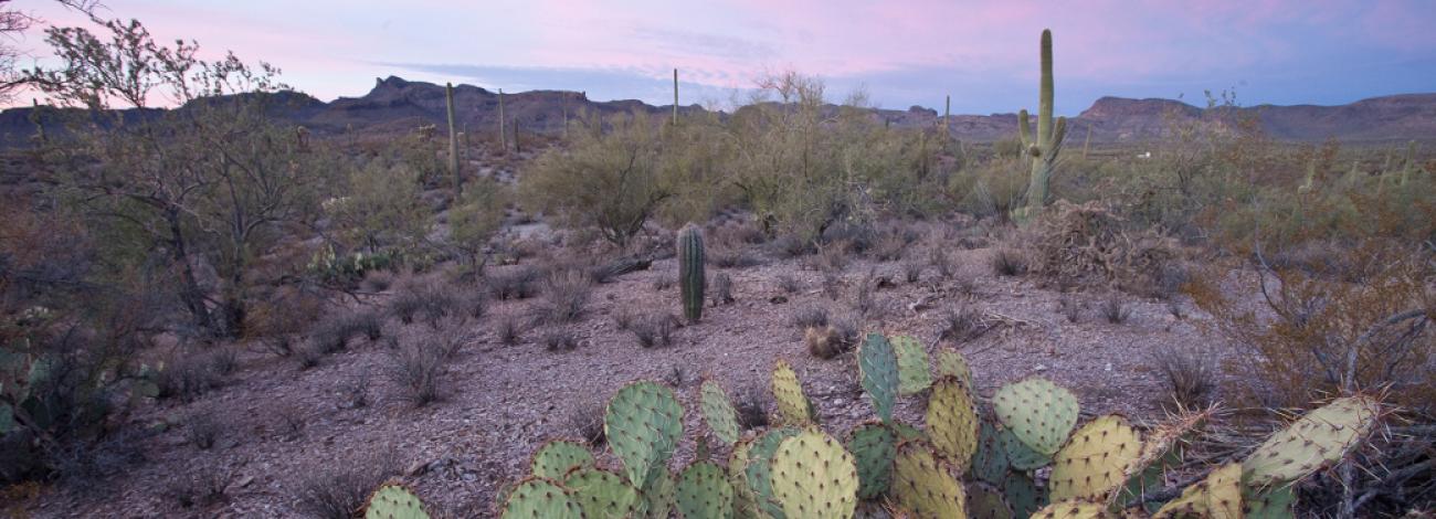 prickly pear and saguaro cactus in a desert landscape