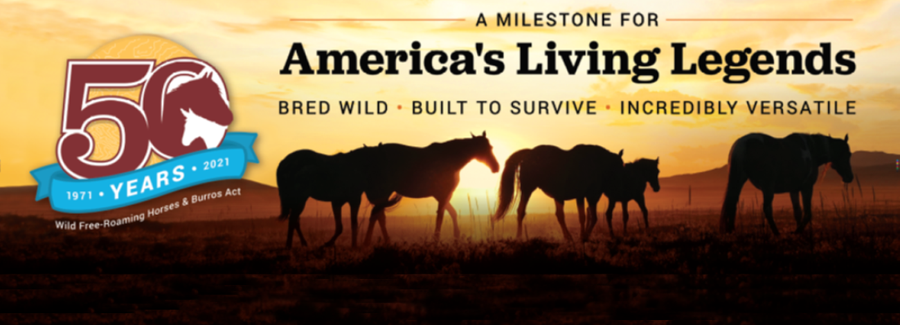 50th Anniversary Wild Free Roaming Horses and Burros Act horses in sunset