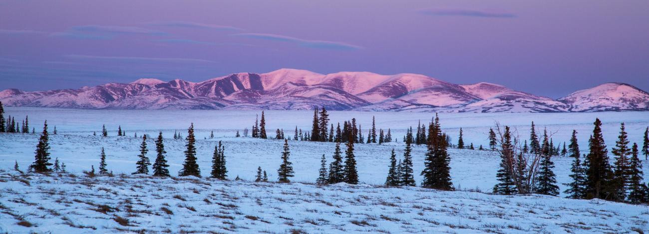 snowy evening pink sky and pine trees on a snow covered oasis 
