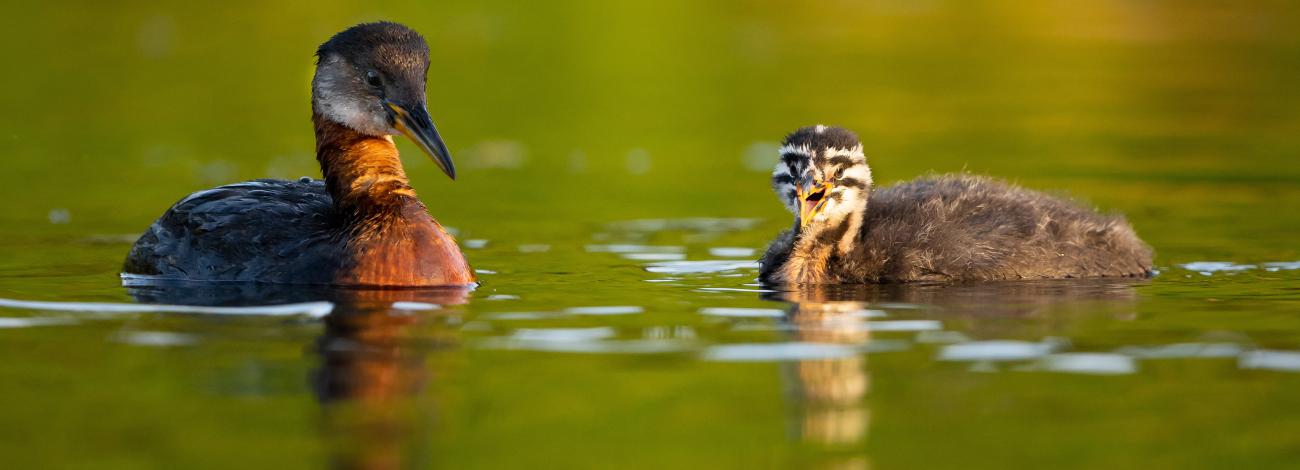 Red-necked grebe parent and chick on lake.