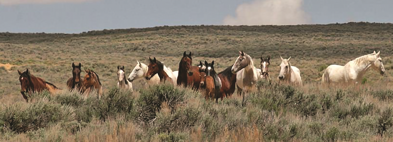horses on the range