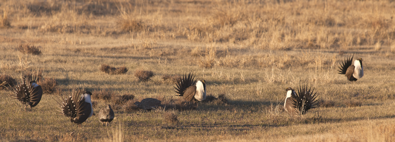 a group of sage-grouse