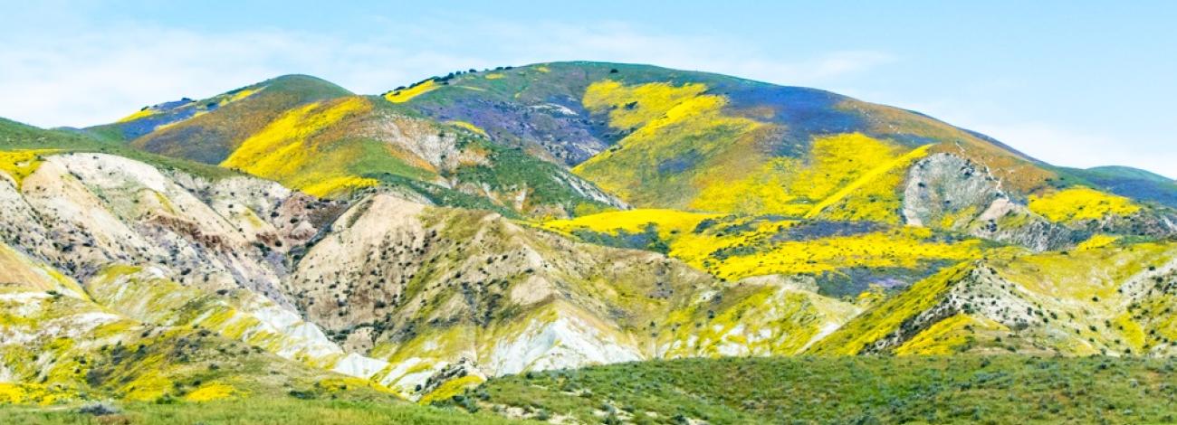Carrizo Plain National Monument during 2017 superbloom. Photo by Bob Wick, BLM.