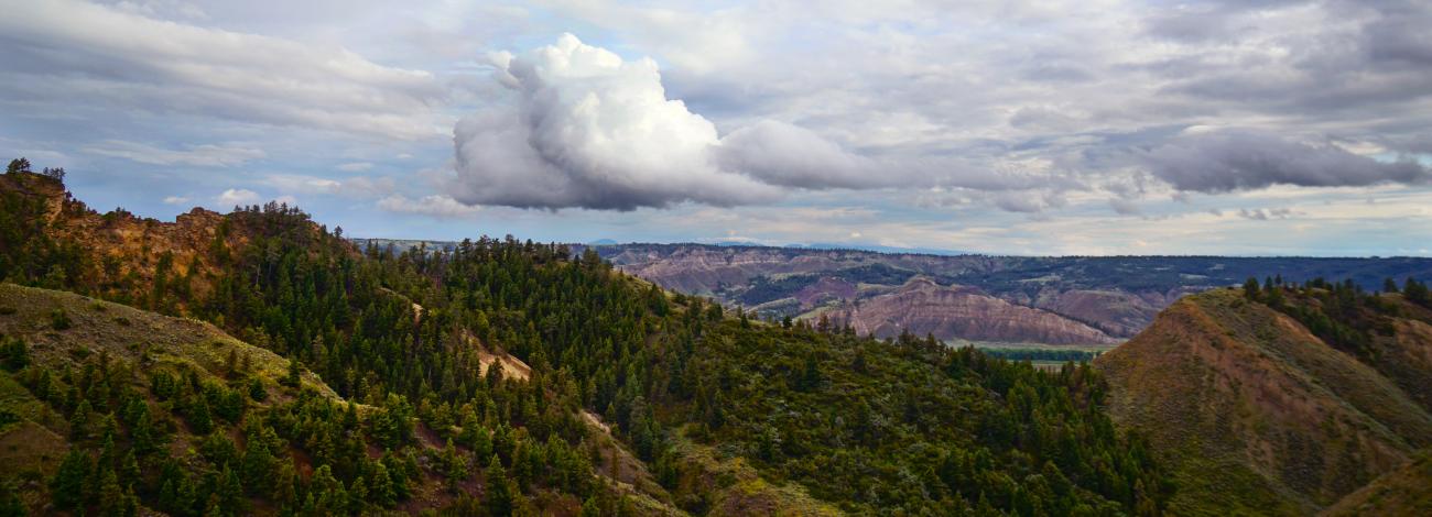 panoramic view of forest with cloudy sky