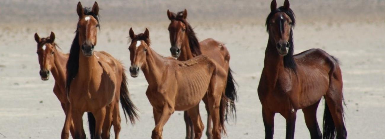 Five wild horses standing in an open playa