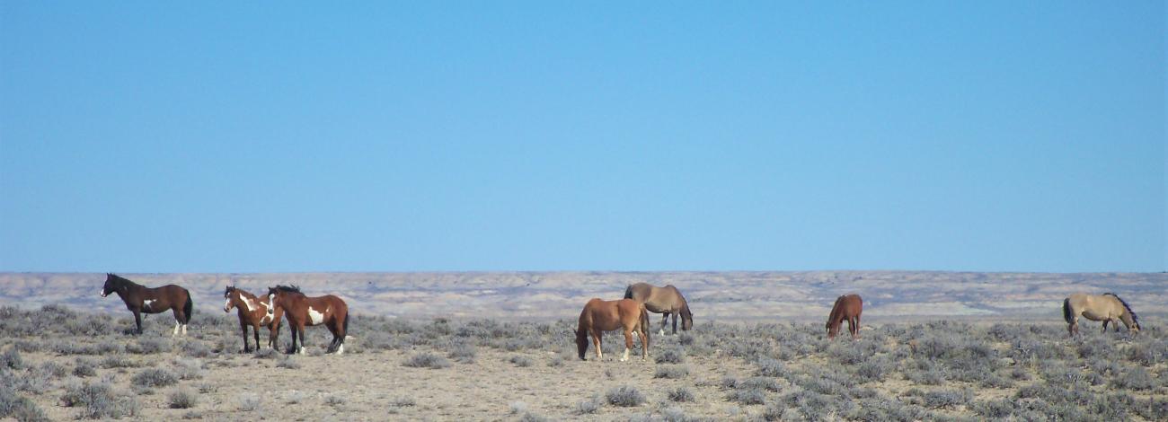 wild horses stand around in a scrub brush on open plain with blue sky