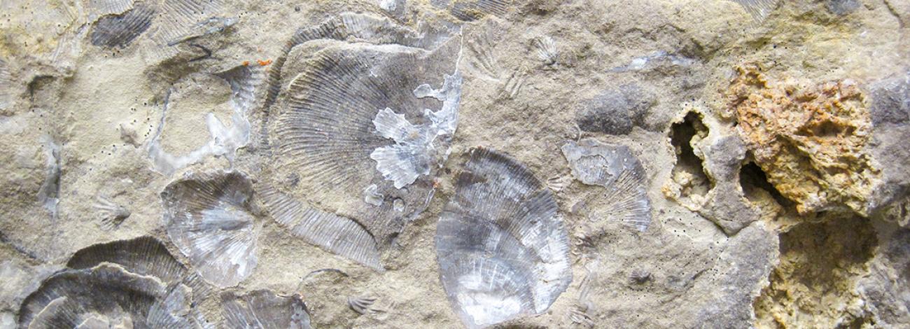 Brachiopod fossils within Madison Limestone in Fegus County, MT. 