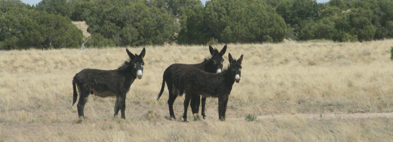 Three wild burros walking on a desert landscape with grass.