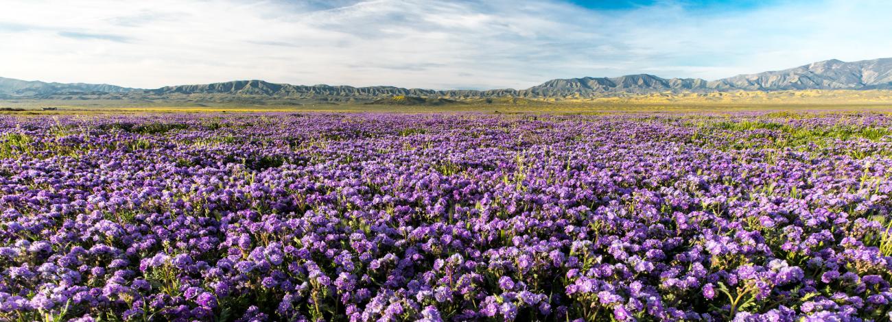 Field of purple wildflowers at Carrizo Plain National Monument