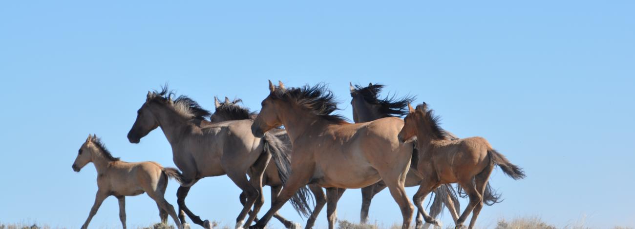 Six sulphur horses were released back onto the range. Photo by Lisa Reid