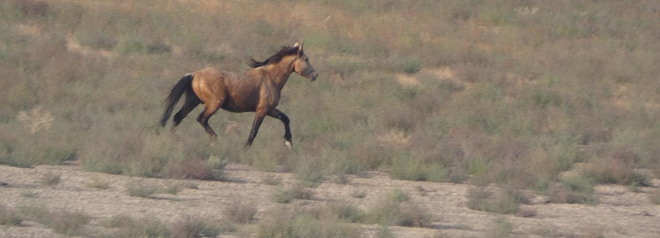photo of a wild horse running the range