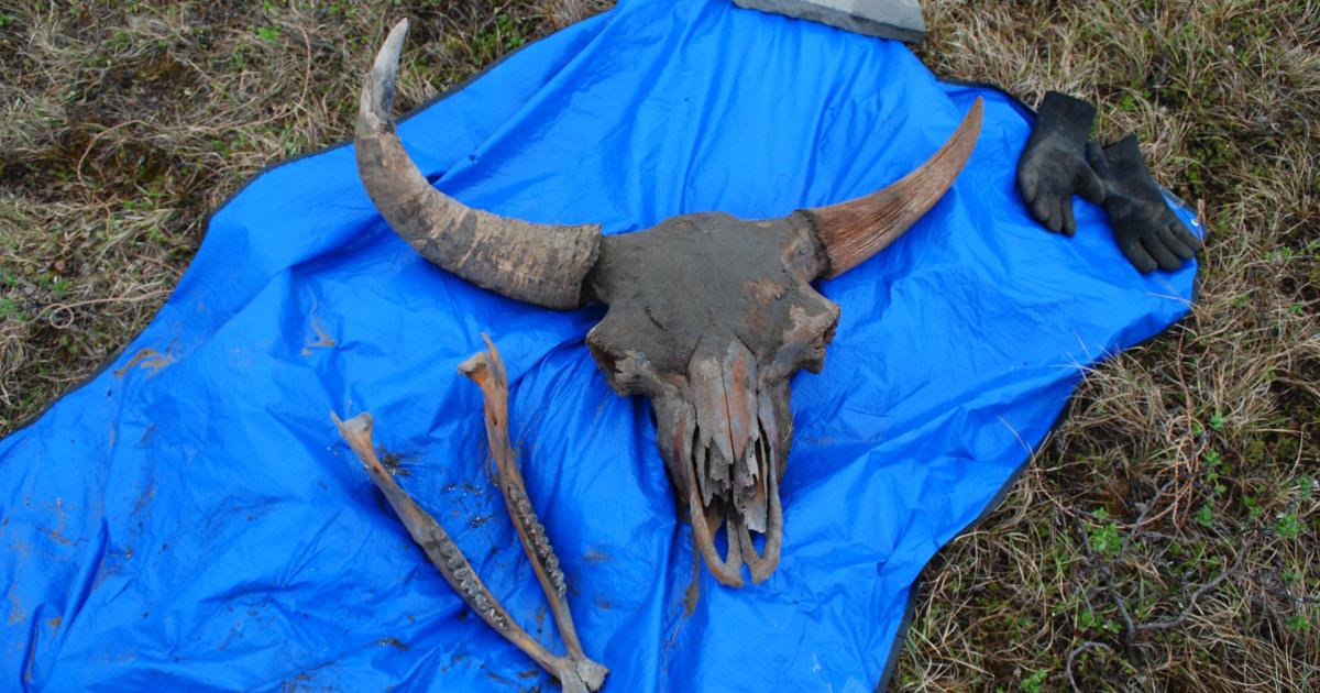 Reading The Bones A 43 000 Year Old Mystery Is Answering Some Questions And Prompting Researchers To Ask Others Bureau Of Land Management