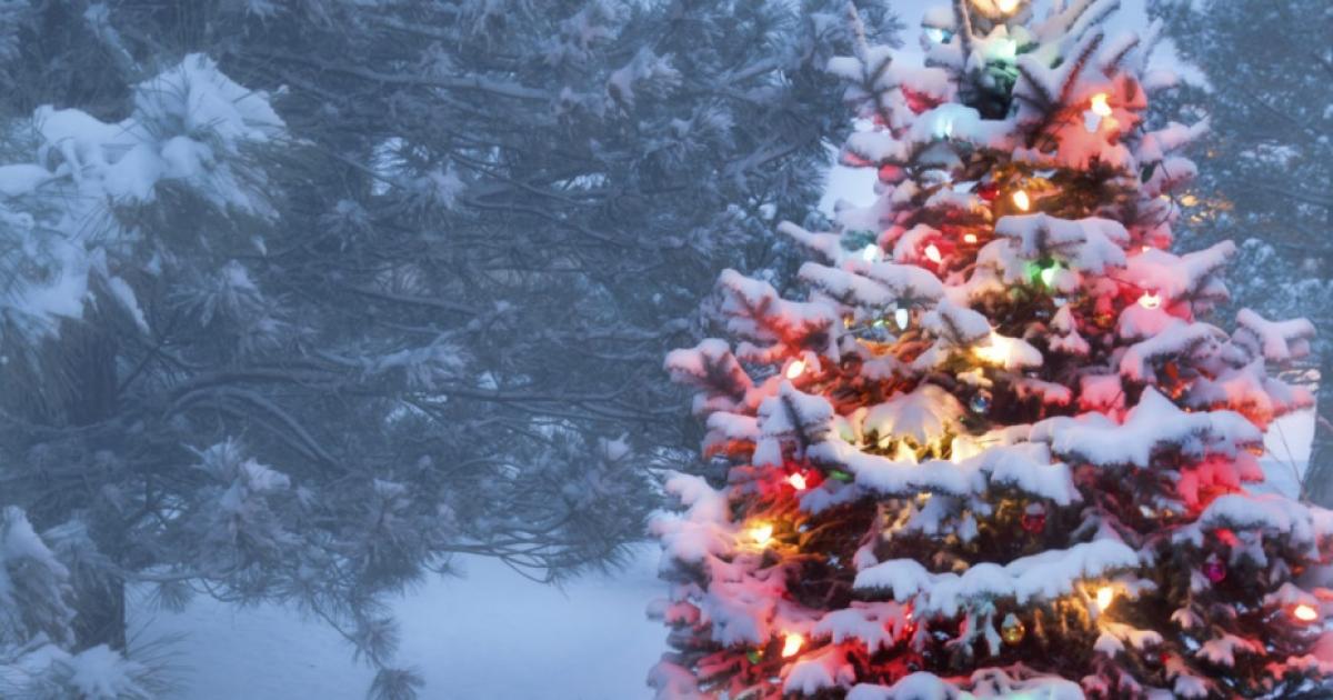 idaho christmas tree permits  bureau of land management