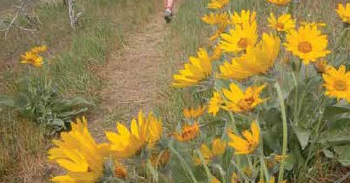 A Field Guide to Plants of the Boise Foothills Bureau of Land Management