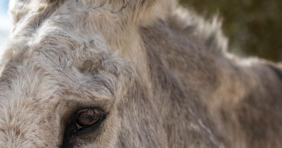 My Wild Burro Story: The Many Expressions of Penny | Bureau of Land Management - Vimarsana News