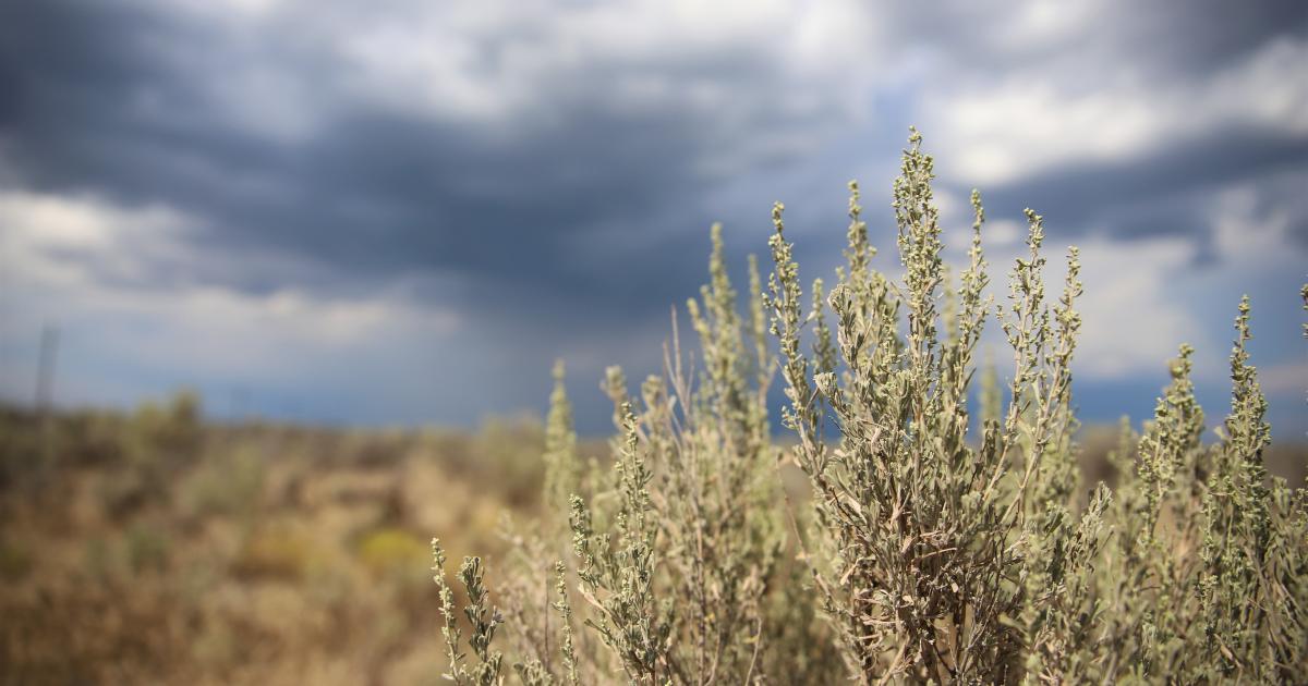 The Bureau of Land Management releases decision to reduce fuels, restore sagebrush areas in Great Basin - Vimarsana News