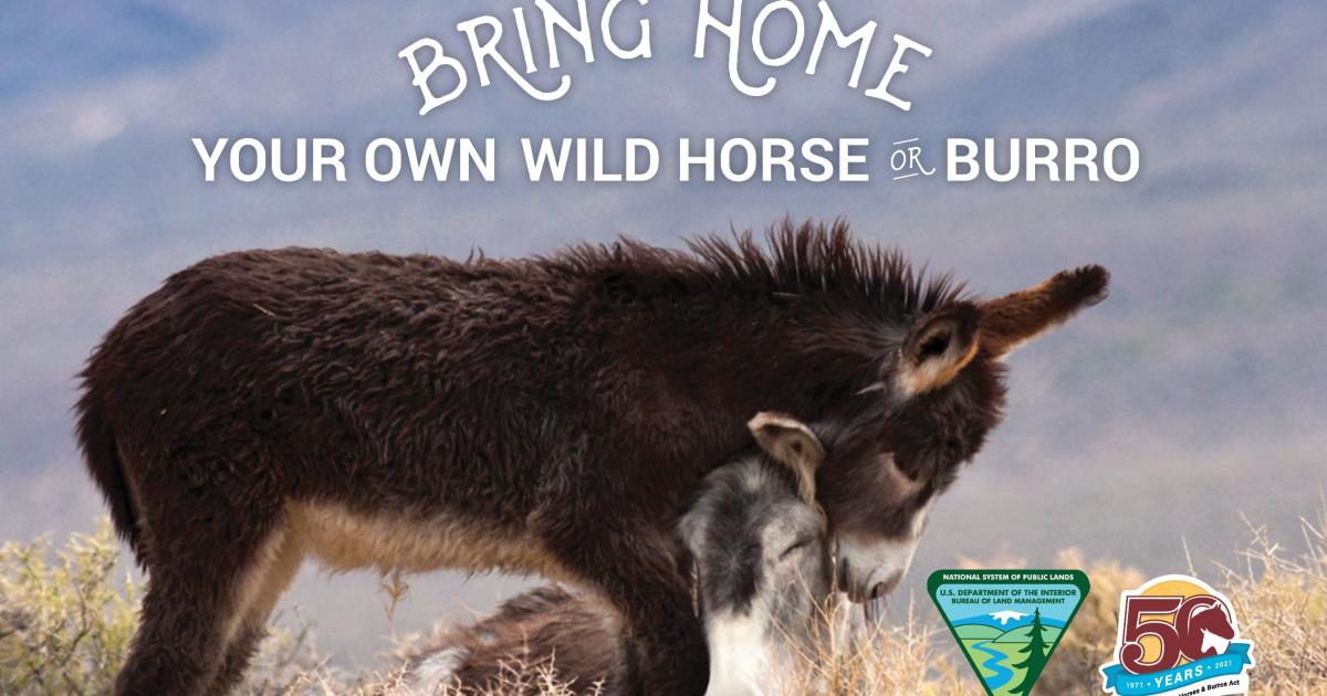 Wild Horse And Burro Adoption And Sale Events