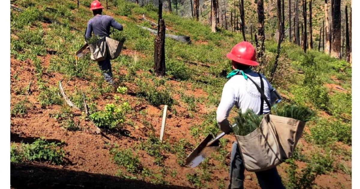 Camp Fire Reforestation Plan A CLIMATEINFORMED RESTORATION AND