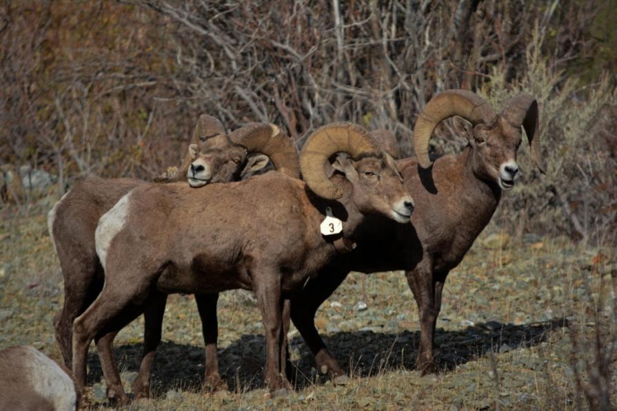 Several Eastern Oregon bighorn sheep stand together. BLM Oregon photo.