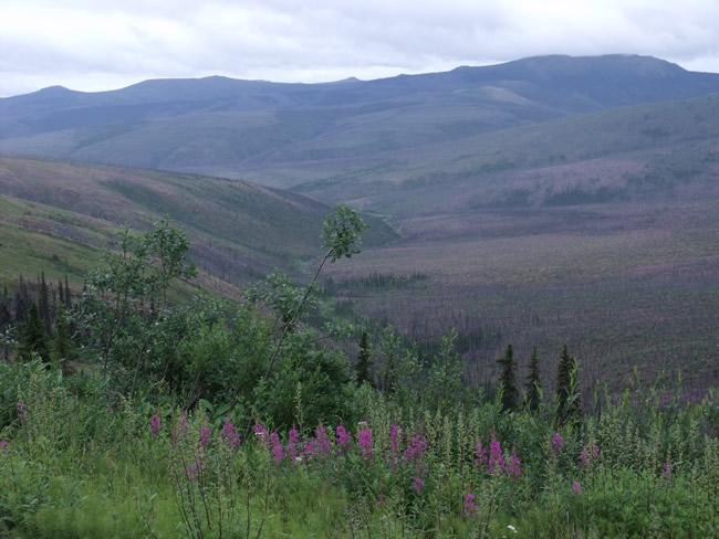 valley in Fortymile mining area of Alaska covered in fireweed after a wildfire.