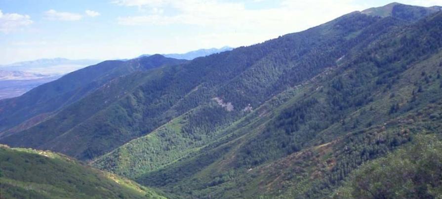 LUSH GREEN MOUNTAINSIDE