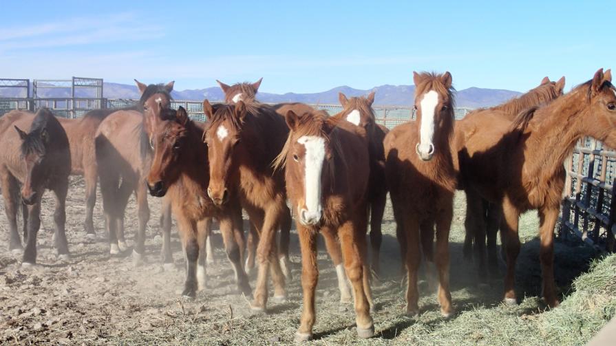 Recently gathered horses in a pen. 