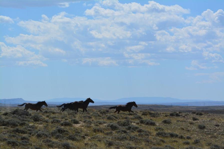 Three horses running on range