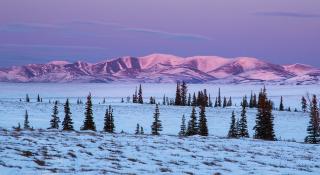 Snowy landscape with trees and snowy mountaintops