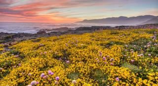 Colorful purple and yellow blooms on a hillside, overlooking a rocky oceanside view at sunset