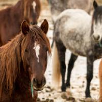 Wild horses
