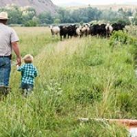A man and child are holding hand in a field facing a small herd of cows little a creek