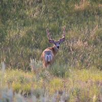 Buck in grass