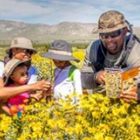 A family of four examining flowers and reading a trail guide in a field of yellow flowers.