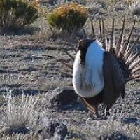 sage-grouse