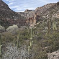 saguaro cactus, cottonwood trees, and other vegetation with rocky canyon walls in the distance