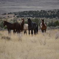 Four horses standing together in a brown grassy field with the range behind them.