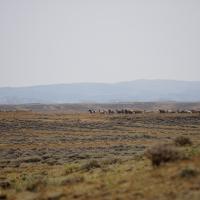 wild horses on rangelands