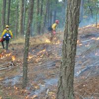 Controlled burn in the forest