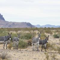 Burros standing on the range. 