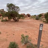 A BLM post with a camping symbol and a sign saying port-a-potty required. There is a tree in the background in a dispersed site.